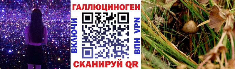 магазин продажи наркотиков  Волгодонск  Галлюциногенные грибы GOLDEN TEACHER 