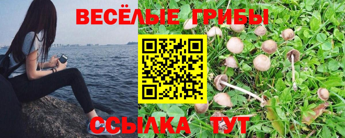 Псилоцибиновые грибы мицелий Волгодонск